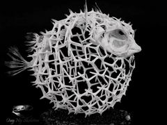 -顽啤熊·酒客酒馆(苏城夜景必选店)