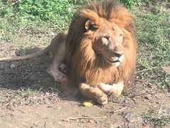 -石家庄市动物园