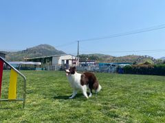 -趣玩宠物乐园寄养训犬训狗游泳池