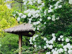 -上海共青森林公园