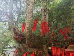 -炎陵县神农谷国家森林公园