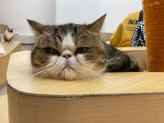 -瞄一喵猫咖(格力海岸店)
