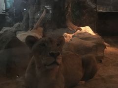 -清迈夜间动物园