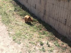 -新疆天山野生动物园