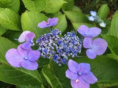 -艾溪湖湿地公园