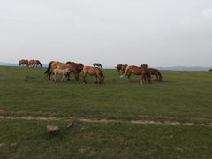 -塞罕坝国家级自然保护区