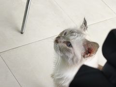 -怪兽屋·羊驼·猫咖·狗咖(俊华广场店)