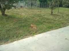 -西安秦岭野生动物园