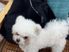 -佳雯宠物医院·皮肤科·内外科(春晓路分院)