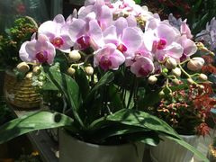 -循礼门鲜花花市(武汉循礼门店)