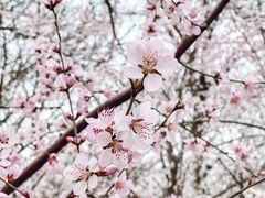 -桃花堤公园