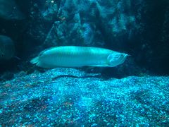 -太平洋海底世界