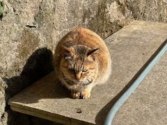 -普陀山风景区-佛顶山