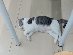 -瑞派动物医院·猫专科·至诚(江南中分院)