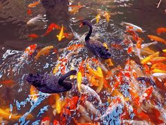 -南宫五洲植物乐园