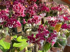 -一坐一忘云南菜(卓悦中心)