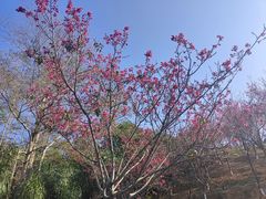 -深圳仙湖植物园
