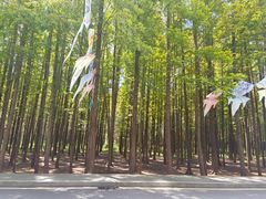 -日照海滨国家森林公园