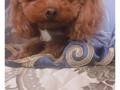 -纳吉亚猫专科动物医院博雅分院