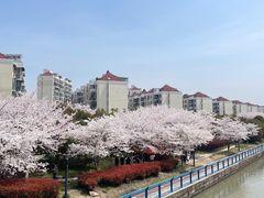 -高东镇樱花园
