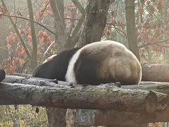 -都江堰中华大熊猫苑