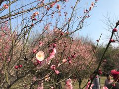 -蜀冈西峰生态公园