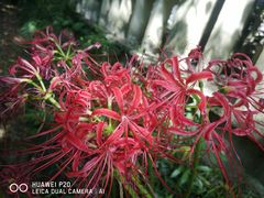 -杭州植物园