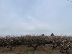 -南京市溧水区傅家边梅花山弄山庄