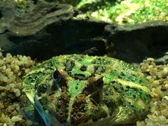 -暹罗海洋世界