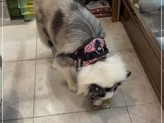-FAELING PETS美天灵宠物(富力广场店)