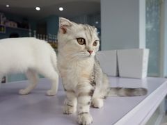 -喵的天空名猫咖啡馆·撸猫·猫舍·用品