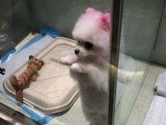 -momokira米努特·德文卷毛猫·棉花面纱犬