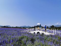 -北京东方普罗旺斯薰衣草庄园
