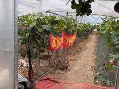 -马陆小张葡萄园农家乐