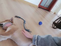 -柴犬小屋·柴餐厅·狗咖食堂(金鼎广场店)