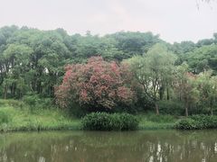 -新江湾城公园