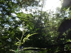 -深圳仙湖植物园