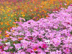 -花开海上生态园