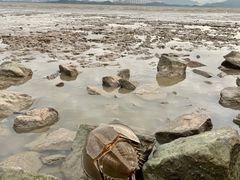 -深圳湾公园(南山区)