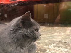 -猫咪博物馆(顶澳仔猫街店)