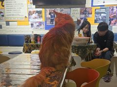 -平行世界·猫咖(首经贸店)