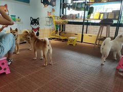 -柴犬高等学院·狗咖·柴犬售卖·宠物训练