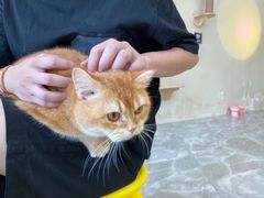 -猫力发电所·宠物专门店