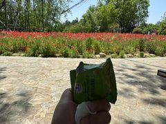 -合肥滨湖国家森林公园