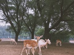 -北京麋鹿生态实验中心