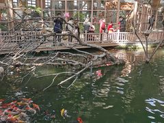 -南宫五洲植物乐园