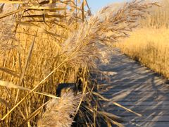 -野鸭湖国家湿地公园