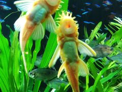 -上海海洋水族馆