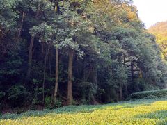 -龙坞茶村
