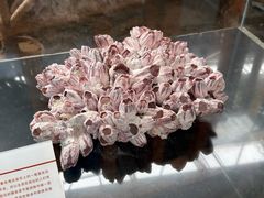 -中国第四纪冰川遗迹陈列馆